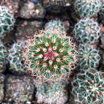 选实生开花仙人球盆栽星兜鸾凤玉绯花玉办公室内易养花卉 猩猩丸-3cm