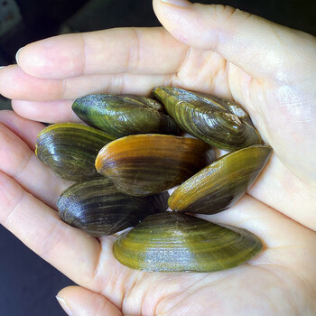 金鱼(jinyu)花蚌小河蚌专吃鱼屎粪便河蚬淡净水观赏螺鲜活物黑金刚
