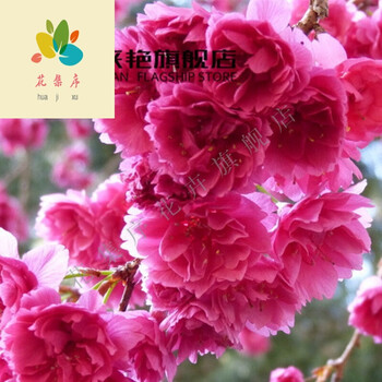 庭院樱花苗日本樱花苗嫁接盆栽地栽樱花树苗花卉 广岛恋人樱花2年苗