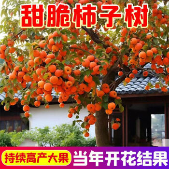 柿子树苗嫁接苗日本甜柿子苗地栽盆栽果树苗当年结果南方北方种植柿子苗 奶油柿子 8年苗