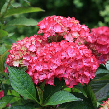 特色系列绣球花苗 爆米花等多品种阳台盆栽观花植物 塞尔玛 1加仑