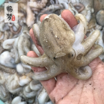 八爪魚海鮮鮮活水產冷凍小章魚迷你八抓魚章魚爆頭八帶魚1500g