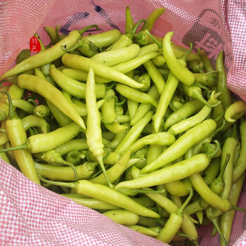 农家白椒新鲜 广西尖椒现摘辣椒白皮椒腌酸蔬菜 一般辣 5斤装