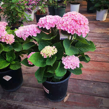 花翁 绣球花苗盆栽花卉绿植易养活耐寒室内庭院阳台观花植物大花