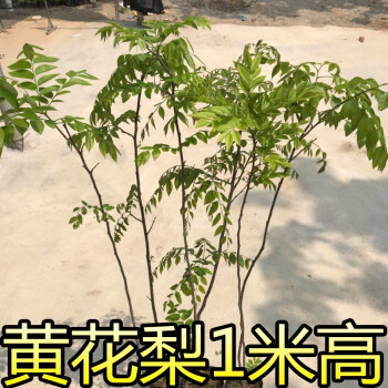 海南黄花梨木苗金丝楠木树苗沉香树苗沉香苗紫檀苗黄花梨苗黄花梨90 1米高 2棵带土 其他 图片价格品牌报价 京东