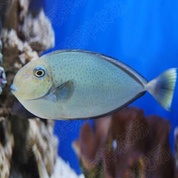 蓝点吊活体海水鱼宠物观赏鱼海缸除藻生物印尼蓝吊黄金吊养定快递包活