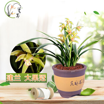 兰花大果冠凤凰冠金兰迷你浓香型金边矮种线艺建兰四季兰2苗帝王妃 只退不换 图片价格品牌报价 京东