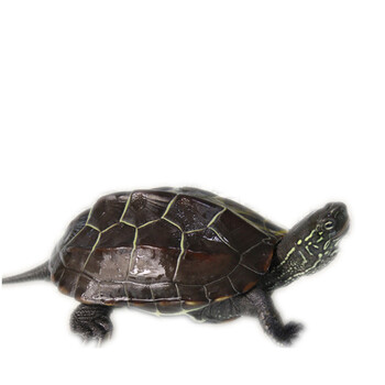 黑金草龟 墨龟 限量版金钱龟 活体乌龟 宠物龟 黑色 寸金 100克 一只
