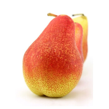 太婆梨 5斤 彩啤梨 大头梨 新鲜梨子应季水果 当季时令啤梨啤酒梨生鲜