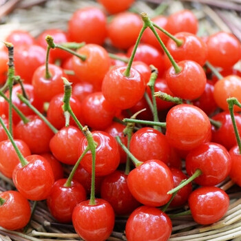 花月浓四川小樱桃水果新鲜攀枝花米易水晶土樱桃甜云南重庆应季恩桃