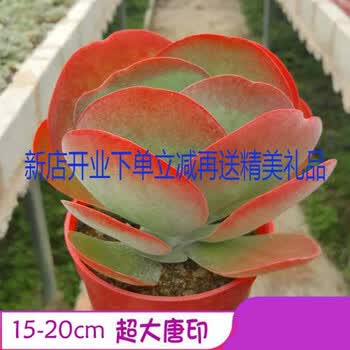 隆之亿园艺唐印大型多肉植物老桩多肉艳红色美观植物铁观音蒂亚艳日辉唐印15 cm 裸根不带土 图片价格品牌报价 京东