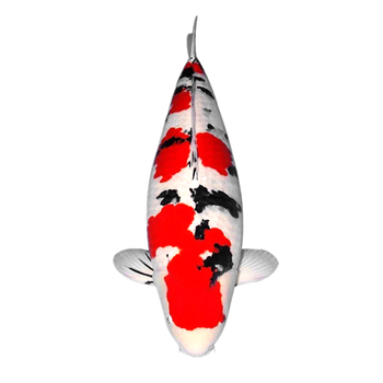 纯种保活到家】小鱼活体宠物鱼活体活鱼苗金鲤鱼风水鱼黑色丹顶锦鲤