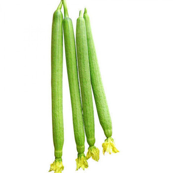 丝瓜新鲜绿皮丝瓜孕妇长丝瓜当季蔬菜 5斤人工优选丝瓜