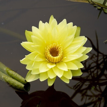 买四送一 池塘水池大睡莲观赏荷花莲花睡莲根块夏季水培植物花卉水生