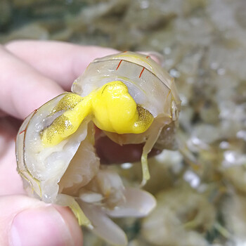 大连皮皮虾鲜活海鲜虾姑野生虾爬子琵琶虾带黄母500g