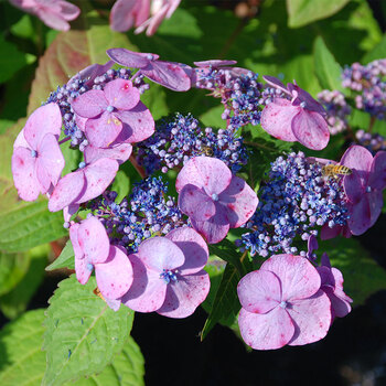 经典系列 塞布丽娜/史欧尼/蓝色妈妈等多品种绣球花苗 塔贝 1加仑