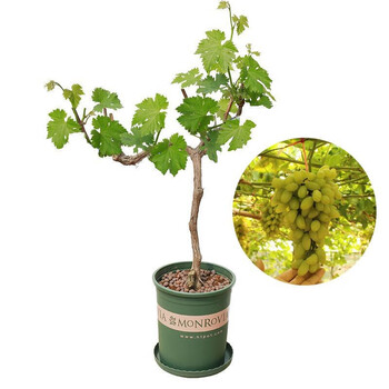 葡萄苗南北方种植地栽盆栽庭院爬藤葡萄树苗大苗巨峰阳光玫瑰红提果树