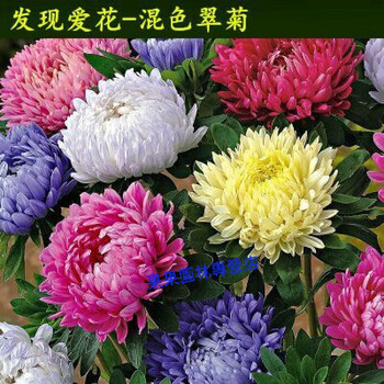 进口康乃馨种子秋季易种四季家庭室内阳台盆栽秋夏播花卉花籽翠菊500粒 图片价格品牌报价 京东