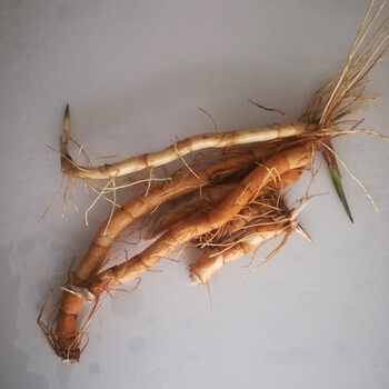 蒂喜梦 【】12支 蒲棒 香蒲草 水蜡烛 真花干花干枝干草插花装饰摆饰