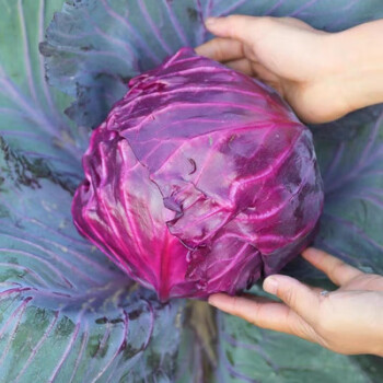 芯寧秋冬蔬菜幼苗西蘭花苗紫甘藍苗花菜苗陽臺盆栽芹菜苗萵筍萵 紫