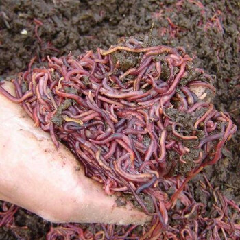 散装红蚯蚓1斤活体饵料鱼饵钓鱼蚯蚓活饵种苗红虫蚯蚓中小半斤营养土