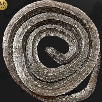 中药材正品乌稍蛇 四川乌蛇切段 炒乌蛸蛇段 包邮 乌梢蛇整条200克