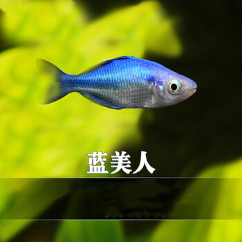 电光美人鱼石美人刚果美人蓝美人电光球热带观赏鱼热带鱼活体-b 浅