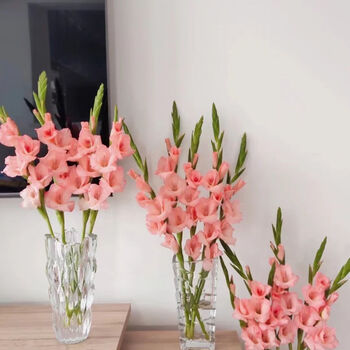 鲜花批发剑兰步步高秋季鲜花鲜切花家用装饰到家 5枝装 蓝精灵剑兰