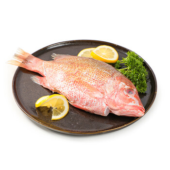 领鲜派 海红鱼 三去净膛深海红鱼(去鳃去鳞去内脏)珠海本地工厂直供