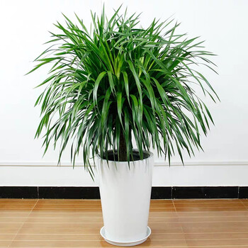 龙须树大型绿植盆栽龙须铁龙须兰龙血树室内客厅大型盆栽绿植花卉单颗