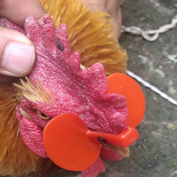 婕茵桐防啄鸡用眼镜睛带的眼罩公鸡打架免穿孔鸡嘴卡环无栓卡戴鼻环