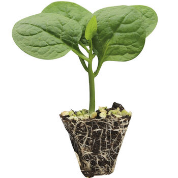 大叶木耳菜苗阳台盆栽家种爬藤蔬菜种籽孑籽幼苗四季种植秧苗1 木耳菜