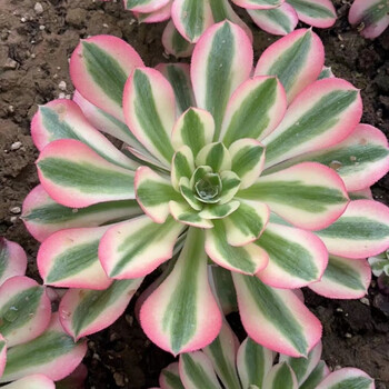 韶羞法师老桩黑法师红覆轮美杜莎女巫欧佳丽锦手捧花多肉植物缀化 粉