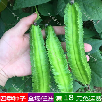 四棱豆种子四角豆种孑香龙豆四季四棱豆角爬藤蔬菜种籽四菱豆30粒装 图片价格品牌报价 京东