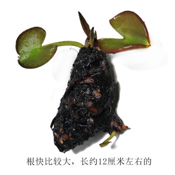 鱼缸浮萍水草活体植物浮性除no3净化水质微景观水族箱造景西瓜红红色花睡莲根块 图片价格品牌报价 京东