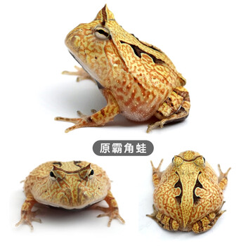 角蛙爬宠两栖宠物青蛙蝌蚪绿角蛙黄金角蛙观赏非洲牛蛙 原色霸王角蛙【图片 价格 品牌 报价】-京东