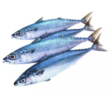 二三王牛青鱼鲅鱼青占鱼新鲜鲅鱼特大青花鱼青条鱼深海鲐鲅鱼批发海鲜鱼类3斤装 尝鲜装 船冻锁鲜冷链直达 图片价格品牌报价 京东