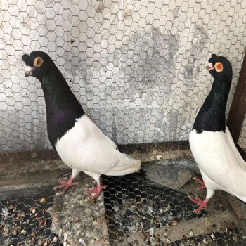 【官方旗舰】精品两头乌鸽子活体两头红成年种鸽青年观赏鸽幼鸽两头黑