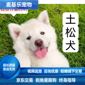麦基乐 西白土松犬田园犬土松狮犬土狗中华田园犬活体小宠物黑狗铁包金【图片 价格 品牌 报价】-京东
