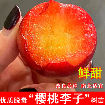 水无怜奈嫁接韩国樱桃李树苗新品种李子果苗盆地栽南北方庭院种植当年