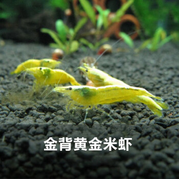 鱼官儿樱花虾观赏虾活体水族箱造景宠物虾水草缸除藻虾金背黄金米虾2只 1 1 5cm 图片价格品牌报价 京东