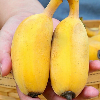 白衣鲜人广西小米蕉新鲜水果现摘小香芭蕉香甜可口应季生鲜