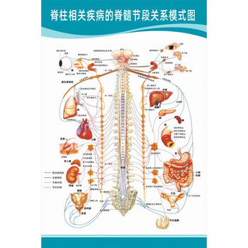 男性生殖挂图生殖器官海报图片医院科室男科挂图 浅黄色 【48寸:80x