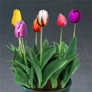 颜集卉郁金香种球水培套装盆栽土培植物花卉种子花大球风信子水仙百合苗郁金香5颗红白 加仑盆 土11 12cm 图片价格品牌报价 京东