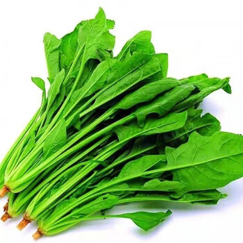 禧利郎新鲜菠菜新鲜蔬菜时令菜火锅食材配菜 5斤新鲜菠菜
