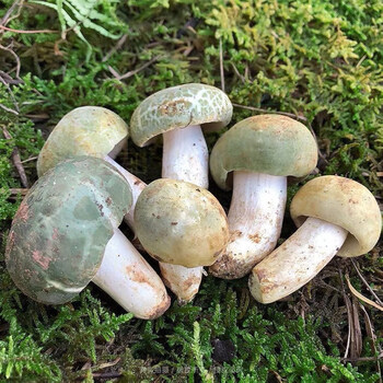 青碟菌菌种青头菌食用菌种绿胎菌包蘑菇菌棒盆栽阳台户外四季种植 青