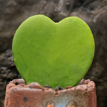 可选马库斯丘比特紫罗兰肉肉盆栽花卉绿植盆景植物多肉一片心含盆送土