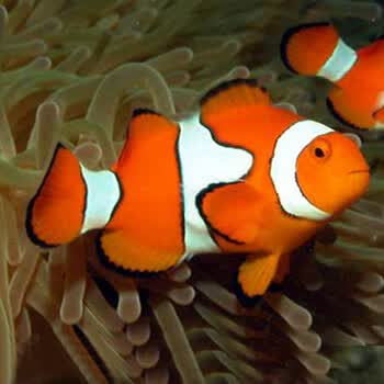 小丑鱼活体鱼人工小丑尼莫公子小丑活体海水鱼宠物观赏鱼快递包活人工公子小丑3cm 图片价格品牌报价 京东