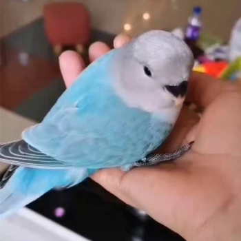 牡丹鸚鵡家養高端特色手養斷奶人面類活鳥寵物活物雛鳥幼鳥活體赤兔馬