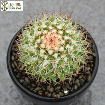 仙人球实生多肉植物仙人球仙人掌会开花一物一拍小盆栽套餐乳白色白蛇丸4cm 裸根不带土 图片价格品牌报价 京东 仙人球实生多肉植物仙人球仙人掌会开花一物一拍小盆栽套餐乳白色白蛇丸4cm 裸根不带土 图片价格品牌报价 京东